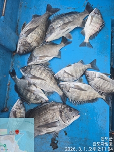 완도다정호 조황입니다 선상낚시로 잡은 물고기 조황