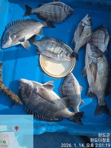 완도다정호 조황입니다 선상낚시로 잡은 물고기 조황