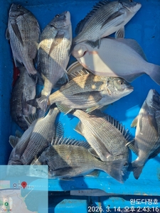 완도다정호 조황입니다  선상낚시로 잡은 물고기 조황
