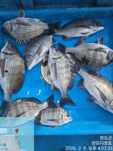 완도다정호 조황입니다  선상낚시로 잡은 물고기 조황