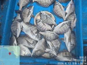 완도다정호 조황입니다  선상낚시로 잡은 물고기 조황