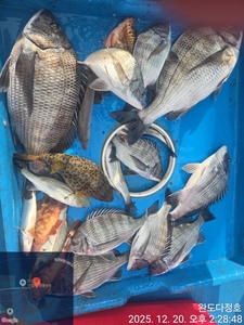 완도다정호 조황입니다 선상낚시로 잡은 물고기 조황