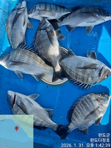 완도다정호 조황입니다  선상낚시로 잡은 물고기 조황