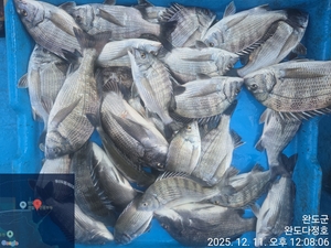 완도다정호 조황입니다 선상낚시로 잡은 물고기 조황