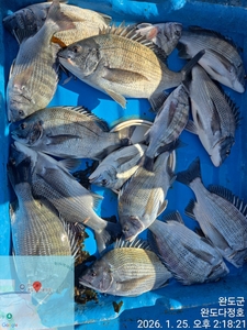 완도다정호 조황입니다  선상낚시로 잡은 물고기 조황