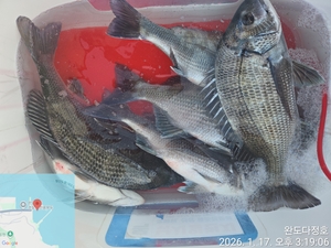 완도다정호 조황입니다 선상낚시로 잡은 물고기 조황