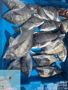 완도다정호 조황입니다  선상낚시로 잡은 물고기 조황