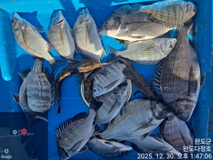 완도다정호 조황입니다 선상낚시로 잡은 물고기 조황