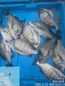 완도다정호 조황입니다  선상낚시로 잡은 물고기 조황