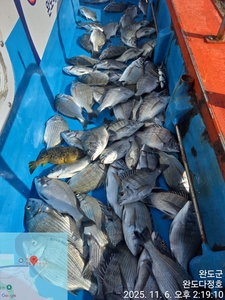 완도다정호 조황입니다 선상낚시로 잡은 물고기 조황