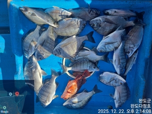 완도다정호 조황입니다 선상낚시로 잡은 물고기 조황