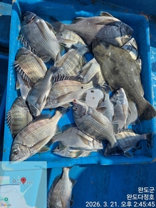 완도다정호 조황입니다  선상낚시로 잡은 물고기 조황