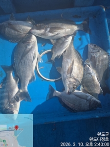 완도다정호 조황입니다  선상낚시로 잡은 물고기 조황