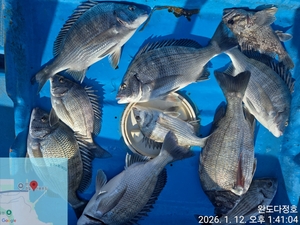 완도다정호 조황입니다 선상낚시로 잡은 물고기 조황