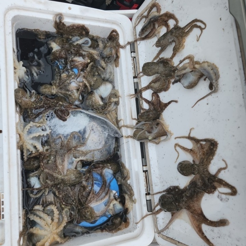 해당 선사를 대표하는 이미지