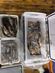 25년 6월 10일 한치. 오징어 선상낚시로 잡은 물고기 조황