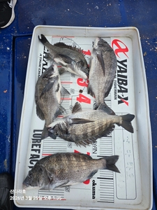 봄비가 오락가락 선상낚시로 잡은 물고기 조황