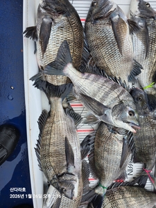 오래간만 출조 선상낚시로 잡은 물고기 조황