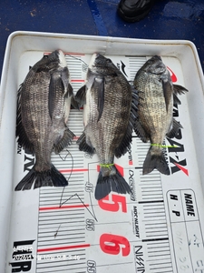 말둑찌 선상낚시로 잡은 물고기 조황