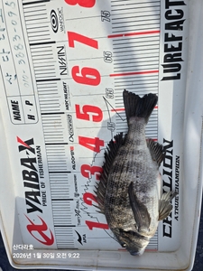 56센티 선상낚시로 잡은 물고기 조황