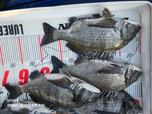 5짜 연속 선상낚시로 잡은 물고기 조황