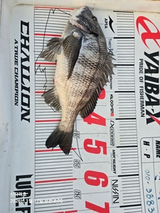 5짜  선상낚시로 잡은 물고기 조황