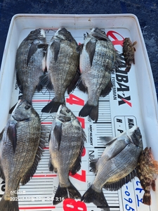 5짜-2탄 선상낚시로 잡은 물고기 조황