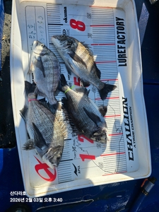 사리물때 선상낚시로 잡은 물고기 조황