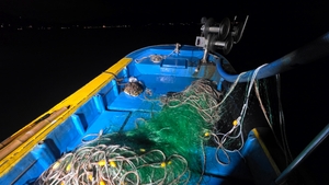 뻥치기 선상낚시로 잡은 물고기 조황