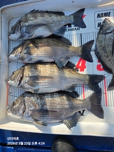 짬낚 선상낚시로 잡은 물고기 조황