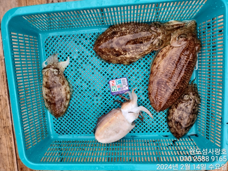 완도섬사랑호의 조황일지 이미지 - 7