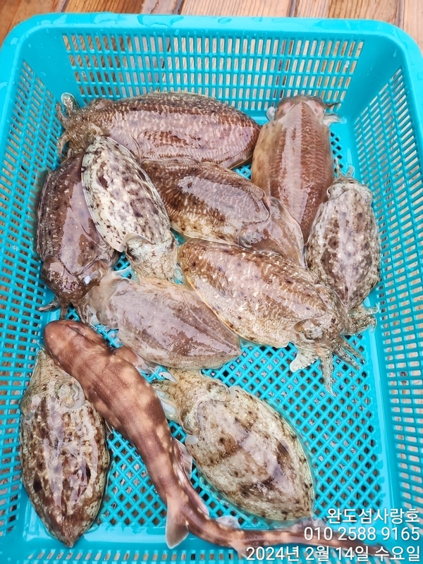 완도섬사랑호의 조황일지 이미지 - 6