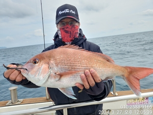 참돔조황입니다  선상낚시로 잡은 물고기 조황