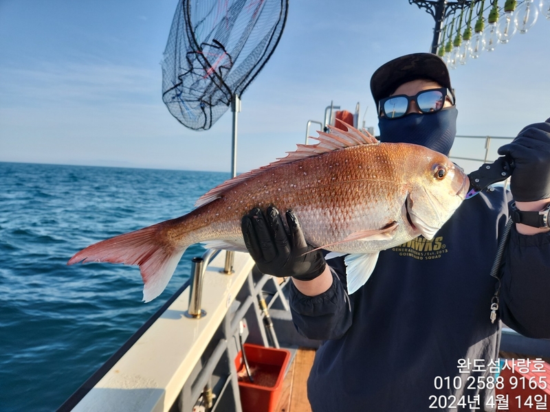 완도섬사랑호의 조황일지 이미지 - 2