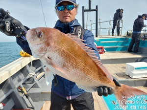 10분모시고다녀왔네요 선상낚시로 잡은 물고기 조황