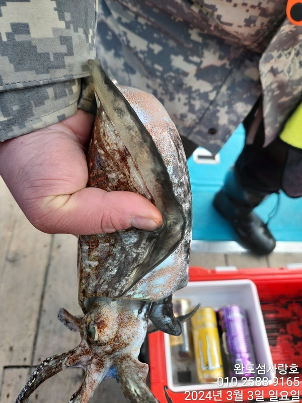 완도섬사랑호의 조황일지 이미지 - 3