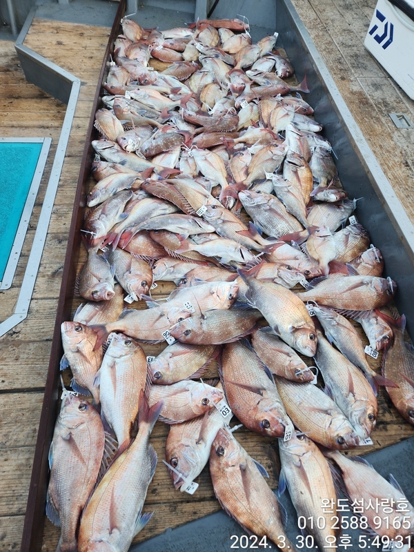 완도섬사랑호의 조황일지 이미지 - 2