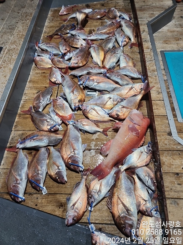 완도섬사랑호의 조황일지 이미지 - 2