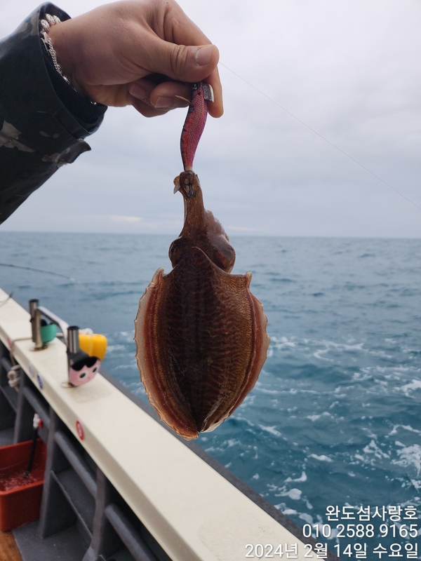 완도섬사랑호의 조황일지 이미지 - 1