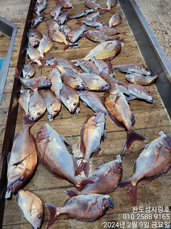 완도섬사랑호의 조황일지 이미지 - 4