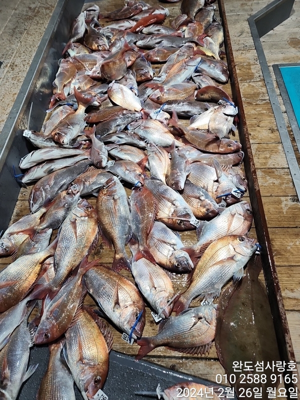 완도섬사랑호의 조황일지 이미지 - 4