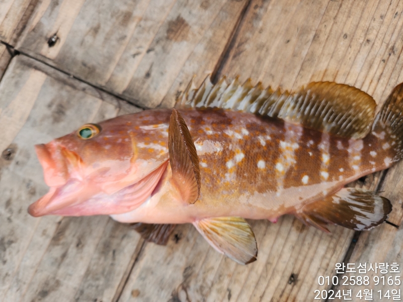 완도섬사랑호의 조황일지 이미지 - 3