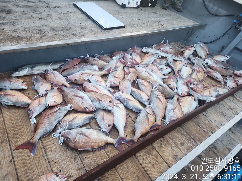 완도섬사랑호의 조황일지 이미지 - 3