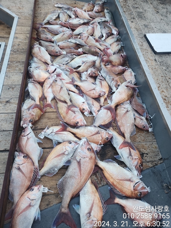 완도섬사랑호의 조황일지 이미지 - 1