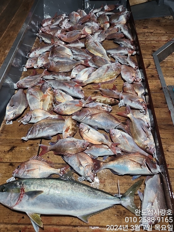 완도섬사랑호의 조황일지 이미지 - 0