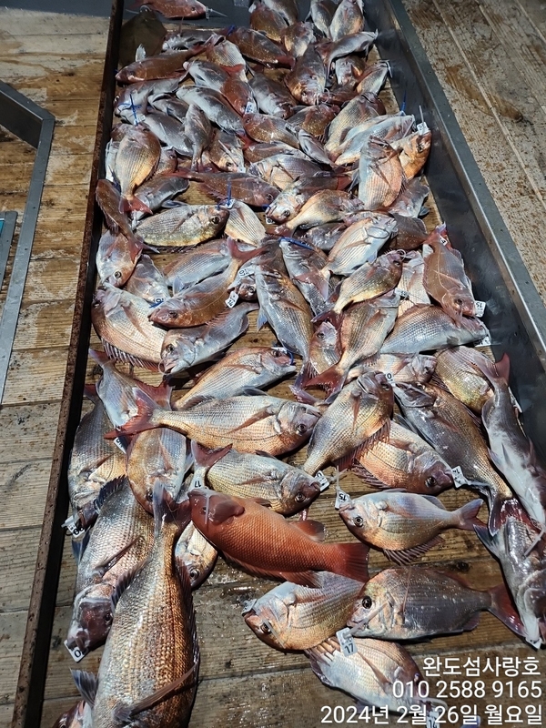 완도섬사랑호의 조황일지 이미지 - 3