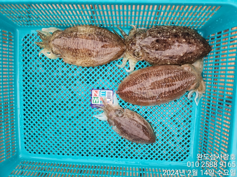 완도섬사랑호의 조황일지 이미지 - 8