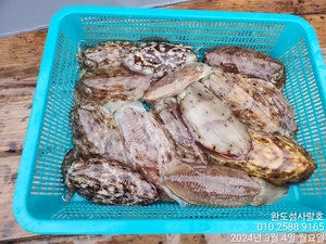 갑오징어 다녀왔습니다 선상낚시로 잡은 물고기 조황