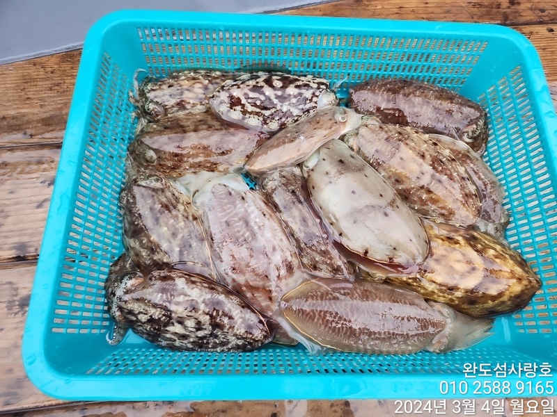 완도섬사랑호의 조황일지 이미지 - 0