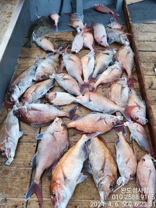바람때문에 일주일만에 다녀왔습니다 선상낚시로 잡은 물고기 조황